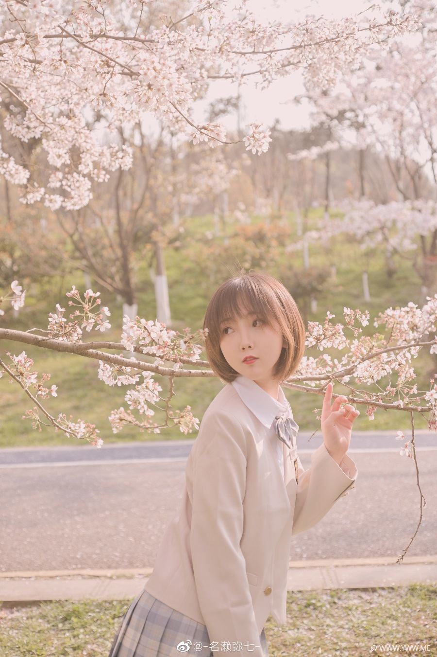 名濑弥七 – 樱花-像素点